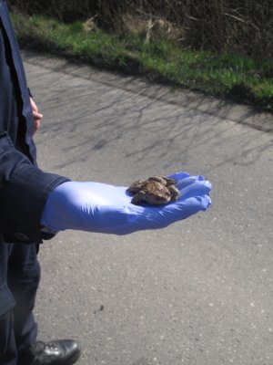 Uwaga! Żaby na drodze fot. mat. prasowe Straż Miejska 