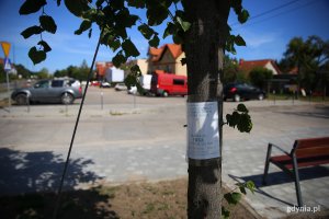 Zdjęcie przedstawia jedno z przesadzonych drzew, na którym jest informacja z jego imieniem i numerem. Drzewo stoi w otoczeniu domów w Wielkim Kacku, w tle widać zaparkowane samochody. Fot. Przemysław Kozłowski