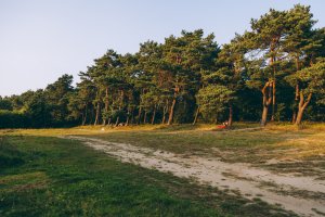 Lasek i polana na Babich Dołach