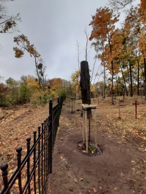 Młode drzewa
