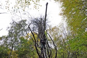 Jarząb Szwedzki przytrzymywany przez dźwig, fot. Michał Kowalski