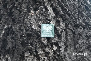 Widziana z bliska kora drzewa oraz umieszczona na niej zielona tabliczka informująca, że jest ono pomnikiem przyrody
