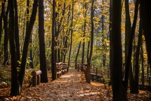 Park leśny na Oksywiu // fot. Karol Stańczak 