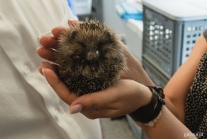 Pomorski Ośrodek Rehabilitacji Dzikich Zwierząt „Ostoja” w Pomieczynie, fot. Kamil Złoch