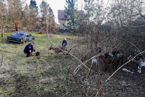 Ratowanie kóz z działki w Wiczlinie. fot. Straż Miejska w Gdyni