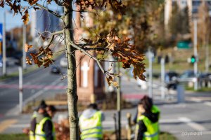 Nasadzenia nowych drzew przy ul. Wielkopolskiej i ul. Chwaszczyńskiej (fot. Kamil Złoch)