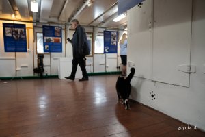 Mężczyzna ogląda zdjęcia, na pierwszym planie kot