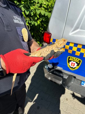 Jaszczurka na rękach. w tle pojazd straży miejskiej
