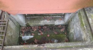 Żmija zygzakowata na gdyńskim podwórku //fot. Straż Miejska w Gdyni