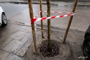 Młode drzewo posadzone w mieście i otoczone palikami.