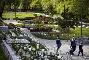 Tulipany w ogrodzie sensorycznym Parku Centralnego. Fot. Przemysław Kozłowski