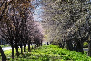 Wiosenne kwiaty w Gdyni