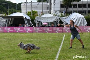 „Latające psy”: pies biegnie za frisbee