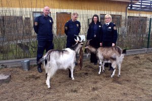 Strażnicy miejscy pomagają zwierzętom w mini zoo przy gdyńskim hospicjum