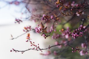 Wiosenne kwiaty w Gdyni