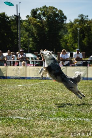 „Latające psy” w parku w Kolibkach - dzień pierwszy (sobota), fot. Kamil Złoch