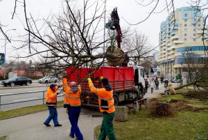 Lipy z ul. Rolniczej przesadzano w pobliże bloków // fot. Laboratorium Innowacji Społecznych