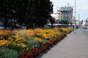 Nasadzenia kwiatowe w Gdyni z ubiegłego roku // fot. archiwum