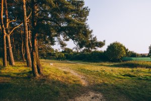 Fot. Alina Żemojdzin