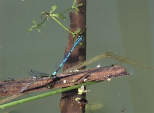 Coenagrion puella - Łątka dzieweczka fot. Peter Senn