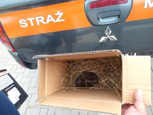 Jeżyk w pudełku 