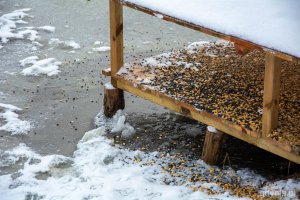 Funkcjonariusze EkoPatrolu wysypują również ziarno na specjalny, zadaszony podest przy stawie // fot. Paweł Kukla