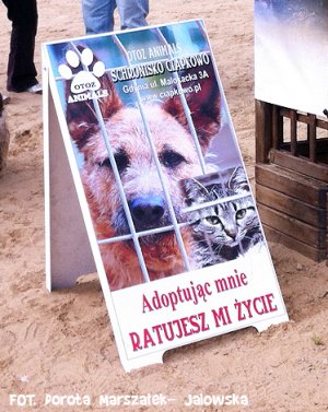 Psie fikołki - festyn edukacyjny "Pies w wielkim mieście" 13.05.2012