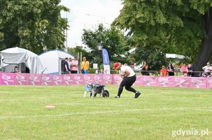 Waleczny czworonóg ze sparaliżowanymi tylnymi łapkami i na wózku