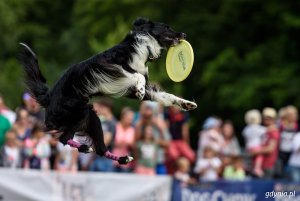 Zawody Latających Psów 2017 - Park Kolibki, Gdynia // fot.Dawid Linkowski