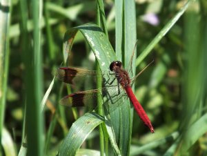 Sympetrum pedemontanum - Szablak przepasany fot. Peter Senn