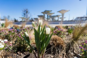 Wiosenne kwiaty w Gdyni (fot. Paweł Budziński)