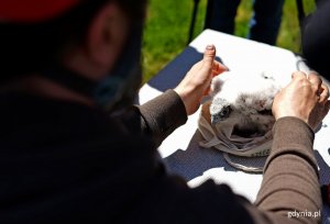 Obrączkowanie młodych sokołów z komina elektrociepłowni w Gdyni, fot. Kamil Złoch