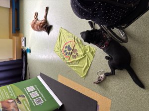 W Przedszkolu nr 19 w Gdyni odbyły się warsztaty z dostępności