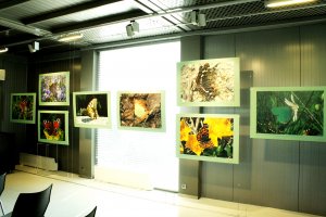 Wystawa Motyle dzienne Gdyni