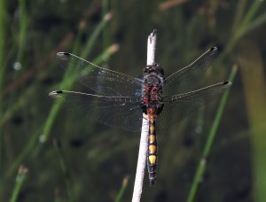 Leucorrhinia pectoralis - Zalotka większa (gatunek prawnie chroniony w Polsce) fot. Peter Senn