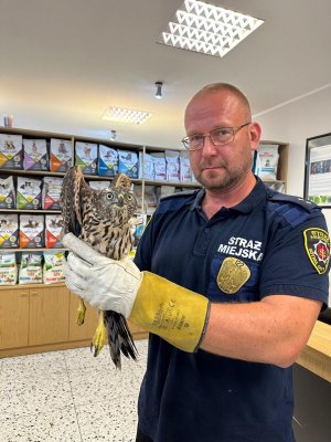 Na zdjęciu widoczny strażnik miejski z Eko Patrolu, jednostki zajmującej się odławianiem chorych zwierząt. Strażnik pozuje z uratowanym ptakiem.