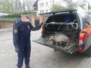 Funkcjonariusze Ekopatrolu Straży Miejskiej w Gdyni bezpiecznie przewożą borsuki do ich naturalnego środowiska - do lasu. / fot. Straż Miejska w Gdyni