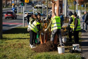 Nasadzenia nowych drzew przy ul. Wielkopolskiej i ul. Chwaszczyńskiej (fot. Kamil Złoch)
