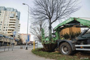 Przesadzanie drzew z ulicy Chwarznieńskiej na Witominie, fot. Kamil Złoch