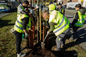 Nasadzenia nowych drzew przy ul. Wielkopolskiej i ul. Chwaszczyńskiej (fot. Kamil Złoch)