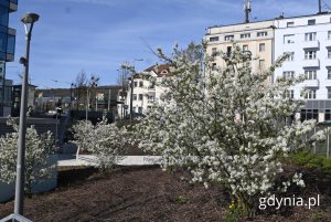 Park Centralny (fot. Magdalena Starnawska)