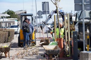 Mężczyźni sadzą drzewa przy Alei Jana Pawła II