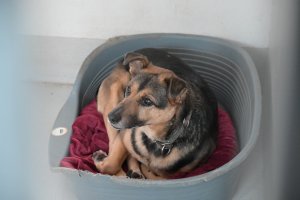 Mieszkańcy "Ciapkowa"