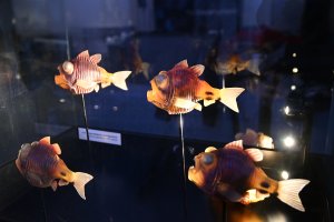 Wystawa "Tajemnice Głębin" w Centrum Nauki Experyment