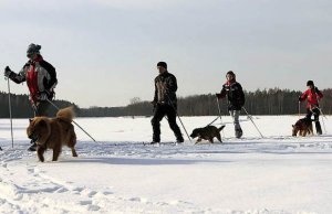 Właściciele z psami podczas jeżdżenia na nartach z psami na uprzęży 