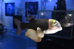 Wystawa "Tajemnice Głębin" w Centrum Nauki Experyment