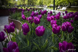 Tulipany w ogrodzie sensorycznym Parku Centralnego. Fot. Przemysław Kozłowski