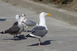 Grupa mew chodząca po drodze