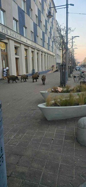 Dziki na ul. Świętojańskiej (fot. mat. pras. UM Gdyni)