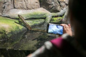 Ferie w Akwarium Gdyńskim // fot. Karol Stańczak